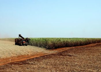 Estudo indica bioinsumo como solução sustentável na produção alimentar