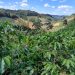 Como fica a agricultura capixaba com o Estado de Alerta sobre a situação hídrica no Espírito Santo