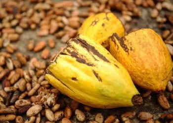 Linhares recebe o maior evento do Cacau e Chocolate da região Sudeste