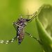 ES tem registra alta de casos de viroses por mosquitos