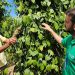 Dia da Extensão Rural é celebrado com semana de eventos no Espírito Santo