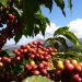 ES encerra safra de 2024 com produção de 13,9 milhões de sacas de café, diz Conab