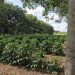 Estudo revela influência do sombreamento na produtividade e qualidade do café conilon