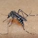 Alegre entra em surtos de Dengue e Oropouche