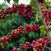 Brasil é o maior fornecedor de café para os EUA