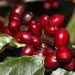 Após alta histórica, preço do café conilon cai quase 50% e acende alerta entre produtores