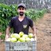 Arranjos Produtivos: municípios iniciam primeira colheita de maracujá