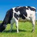 Espírito Santo fortalece pecuária com programas de fomento, genética e crédito rural