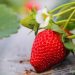 Maior produtora de morangos do Brasil, capixaba Peterfrut vai lançar produto inspirado no Morango do Amor