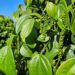 Pimenta-do-reino capixaba bate recorde de exportações em 2025