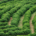 Projeto de Cafeicultura Sustentável fortalece produção e qualidade do café capixaba
