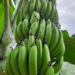 Mais produtividade e resistência: Incaper lança nova variedade de banana em Alfredo Chaves