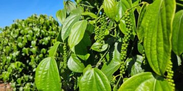 Guerra no Oriente Médio pressiona exportações de café e pimenta do Espírito Santo