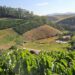 Clones de café impulsionam produtividade e sustentabilidade da cafeicultura capixaba