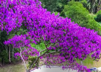 Lei oficializa Rota dos Ipês como destino turístico no Espírito Santo