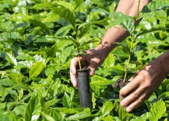 Arranjos Produtivos entrega mais de 1,5 milhão de mudas a produtores