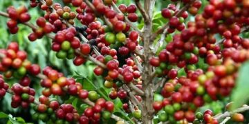 Colheita do café começa com preços em queda