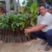Agricultores de Vila Pavão recebem 2 mil mudas de cacau
