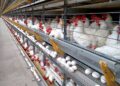 145 ovos por segundo: Espírito Santo impressiona com ritmo da produção