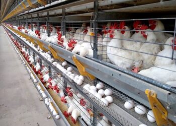 145 ovos por segundo: Espírito Santo impressiona com ritmo da produção