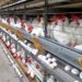 145 ovos por segundo: Espírito Santo impressiona com ritmo da produção