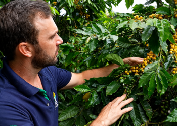 Café arábica orgânico alcança alta produtividade com cultivares recomendadas pelo Incaper